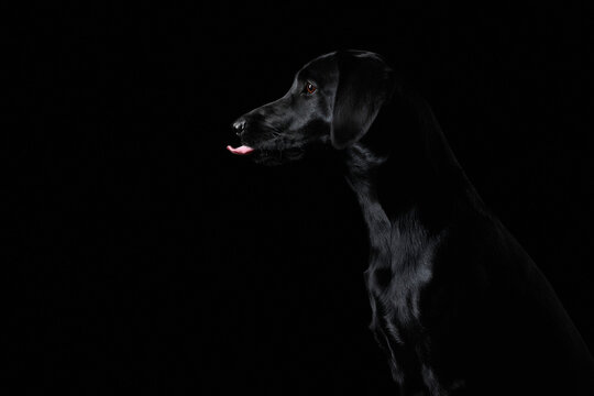 Black labrador on a black background insulation