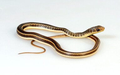 Egyptian Hissing Sand Snake // Schmuck-Sandrennnatter (Psammophis sibilans) 