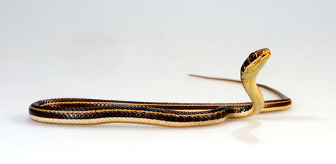 Schmuck-Sandrennnatter // Egyptian Hissing Sand Snake (Psammophis sibilans) 
