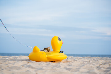 Obraz premium travel in thailand trip with cat sit on duck rubber ring on sand beach