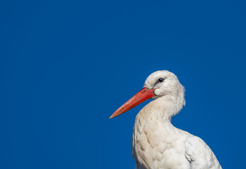 white stork in nest