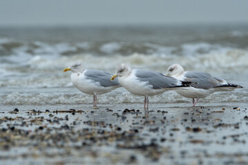 Naklejka premium seagulls on the beach