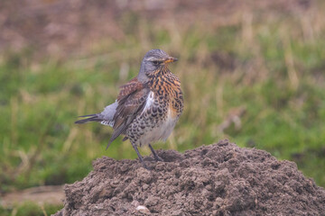 Fieldfare