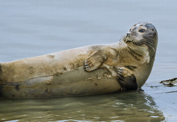 Naklejka premium Harbor seal 