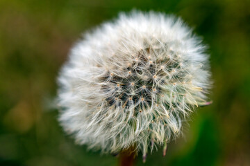 
dandelion flower with green background