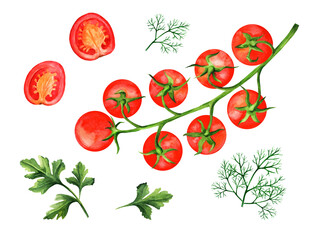 Watercolor cherry tomatoes on the branch, dill and parsley