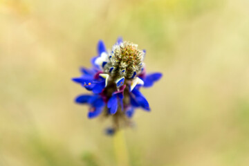 dry flower with seeds with blue background