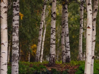 Foto op Plexiglas traditional forest of central Russia, summer cloudy day. central part of Moscow. Spring landscape with green birch trees. © YURII Seleznov