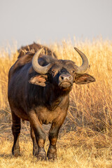 African Buffalo, South Africa