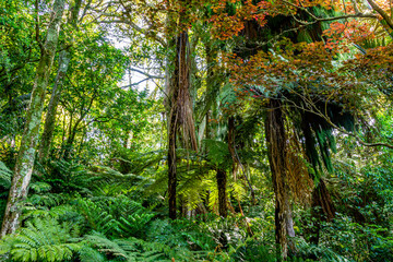 Views while walking around the gardens. Pukekura Park, Taranaki, New Zealand