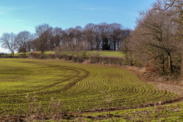 Winter scene of growing winter barley in a hedge lined Oxfordshire field. New green shoots in an abstract shape following lines of the seed drill. Distant background of woodland. England. - 484699481