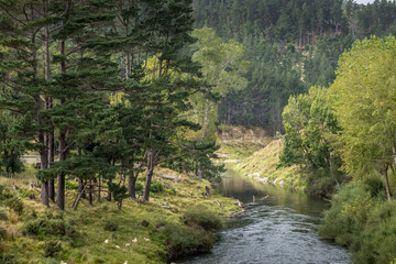 Along the roadside. Taranaki, New Zealand