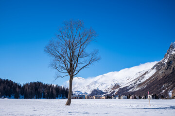 winter landscape with trees