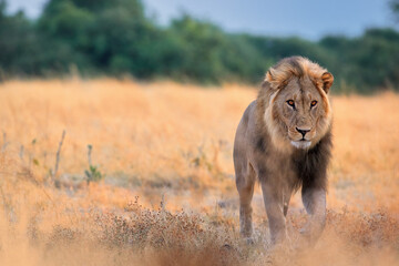 Big lion male, Panthera leo,  eye contact, coming directly from the savanna, lit by sunrise. Savuti National Park, Botswana. Wildlife photography, safari koncept.