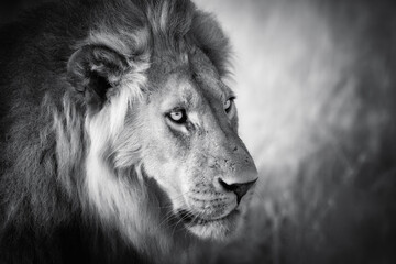 Black and white portrait of  wild male of cape lion, Panthero leo melanochaita,  with dark mane, bright eyes, side view, art processing.