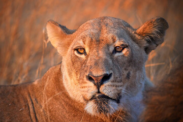 Lioness portrait in dawn light. Savuti, Botswana. 