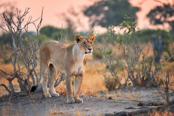 Lioness in full attention. Botswana. 