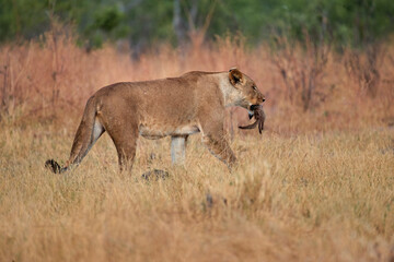 Obraz premium The lioness walks with the savannah, holding the caught mongoose in its mouth. 