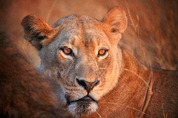 Lioness portrait in dawn light. Savuti, Botswana. 