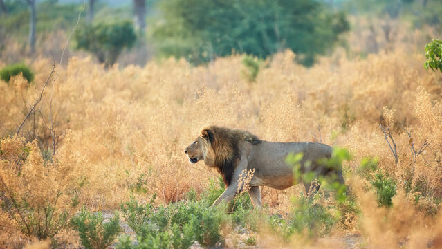 African lion with dark mane walking among yellow bushes. Savuti,Botswana.