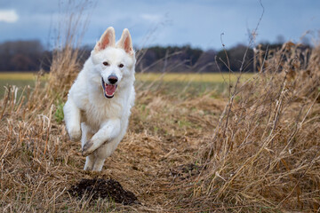 Weißer Schäferhund in freudiger Bewegung in der Natur
