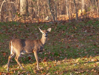 White tail deer near a forest edge