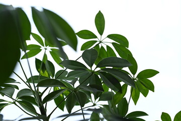Fototapeta na wymiar pianta casa foglie verde 