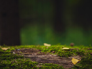 traditional forest of central Russia, summer sunset. Scenic forest of fresh green trees, beautiful park, summer landscape, birch grove, fir forest summer landscape. close-up detail of the forest