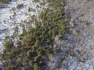 Frozen swamp in winter texture of grass cover