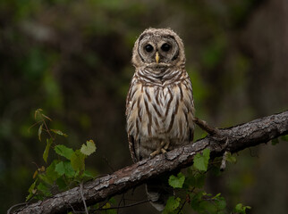 A barred owl in Florida 