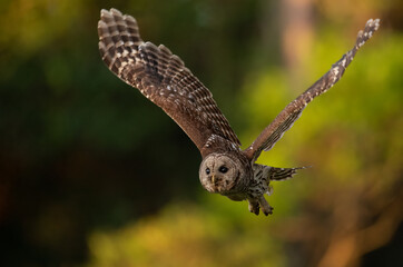 Fototapeta premium A barred owl in Florida 