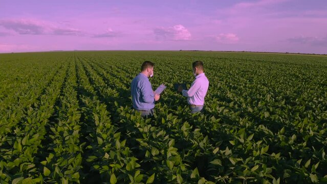 AERIAL IMAGE - AGRONOMIST AND AGRICULTURAL TECHNICIAN EVALUATING THE DEVELOPMENT OF THE BEAUTIFUL SOYBEAN CROP, WITH HORIZON AND BLUE SKY