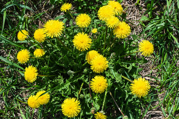 Blooming dandelions.