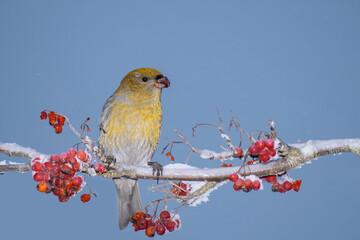 A beautiful Grosbeak (Pinicola enucleator) feeding on Rowan tree berries on a cold winter day