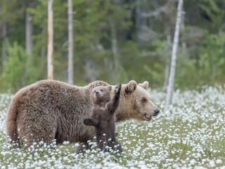 Brown bear mother and her small cub in the middle of the cotton grass in a Finnish bog. Cub is standing on its hind legs.