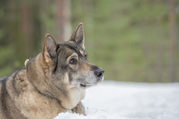 Portrait of a West Siberian Laika dog in snowy forest in Finland