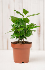 Arabica coffee green plant in a pot. Growing coffee. White background. Ecological concept.