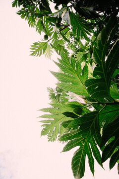 Underside View of Hawaiian Breadfruit and Green Leaves