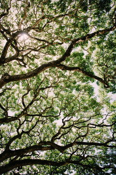 Koa Tree Branches Spread and Reach To The Sky