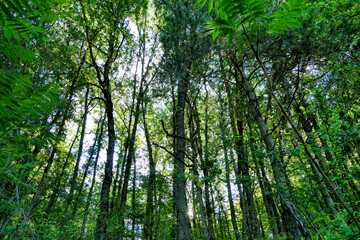 Fototapeta premium Looking up into a sweet chestnut and pine tree woodland 