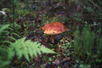 an edible mushroom growing alone in the forest 