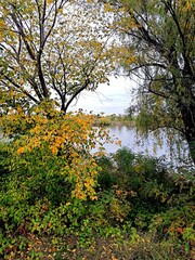 Autumn time, trees with yellow leaves on the lake