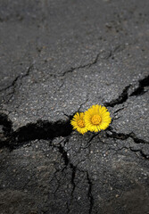 spring yellow flowers close up in crack of asphalt road background. earth day, ecology concept....