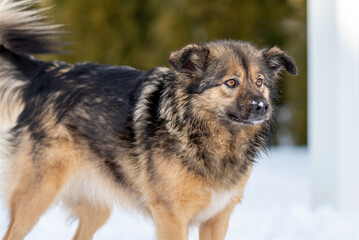 portrait of a fluffy mongrel