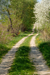 Fototapeta na wymiar Dirt road between flowering trees, Poland