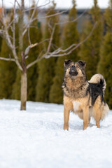  Fluffy brown dog stands on the snow near the tree and looks up