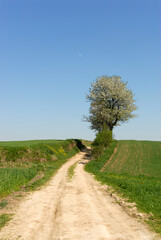 Fototapeta na wymiar Unpaved road between fields, Poland
