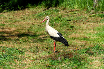 Lonely stork in the meadow, Poland