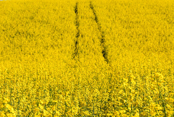 Sunny landscape, Rapeseed field, Farmland, Poland