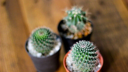 small cactus is planted in a small pot where the evening sun shines through its back.